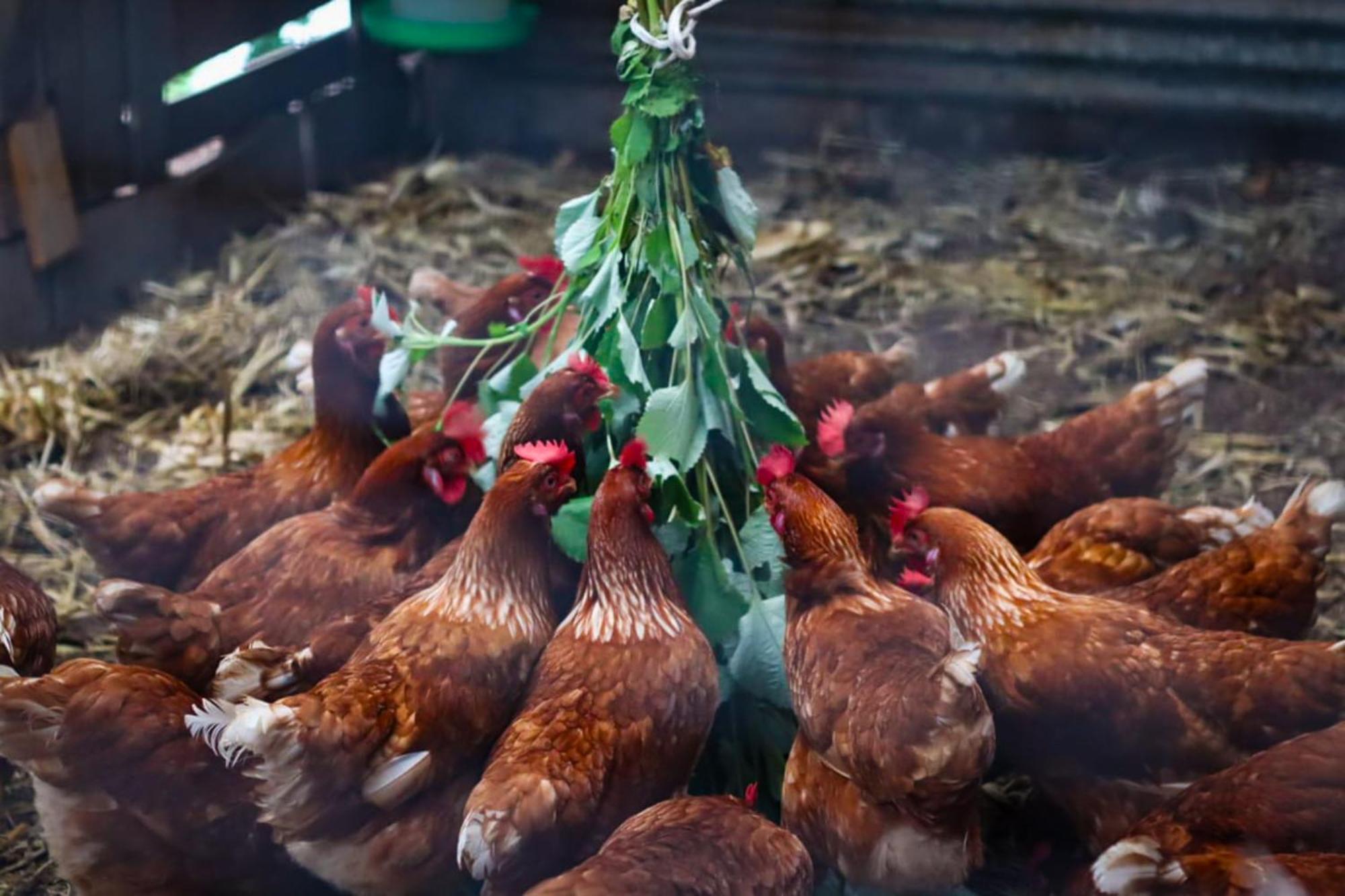 Granja Los Campesinos Monteverde Zewnętrze zdjęcie